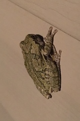 Hyla