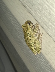 Hyla