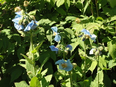 Meconopsis betonicifolia