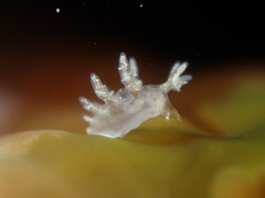 Dendronotidae