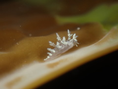 Dendronotidae