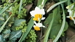 Narcissus tazetta