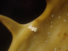 Dendronotidae
