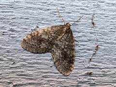 Operophtera occidentalis