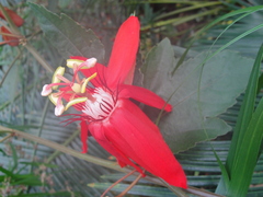 Passiflora miniata × vitifolia