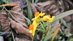 Narcissus tazetta