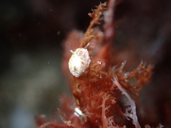 Crepipatella lingulata