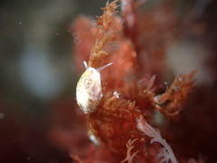 Crepipatella lingulata