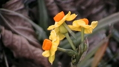 Narcissus tazetta