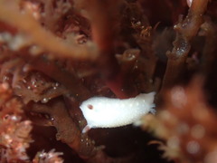 Cadlina flavomaculata