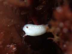 Cadlina flavomaculata