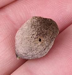 Disholcaspis cinerosa