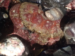 Glebocarcinus oregonensis