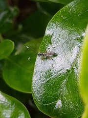 Glabridorsum stokesii