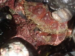 Glebocarcinus oregonensis
