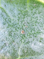 Diomus notescens