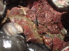 Glebocarcinus oregonensis