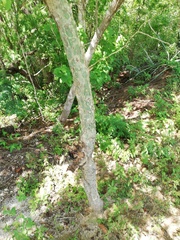 Burseraceae