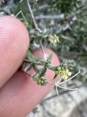 Galium stellatum eremicum