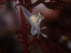 Ancula gibbosa