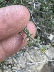 Galium stellatum eremicum