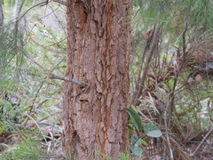Allocasuarina decussata
