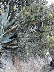 Galium stellatum eremicum