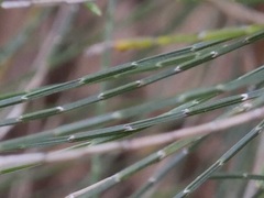 Allocasuarina decussata
