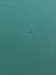 Alectis ciliaris