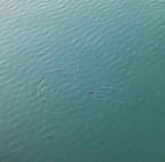 Alectis ciliaris