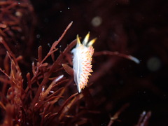 Coryphella trilineata