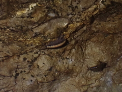 Eumalacostraca
