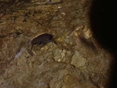Eumalacostraca