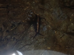 Eumalacostraca