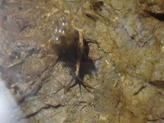 Eumalacostraca