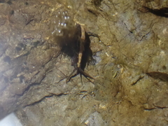 Eumalacostraca