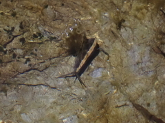 Eumalacostraca