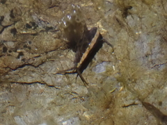 Eumalacostraca