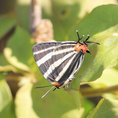 Panthiades bathildis
