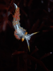 Coryphella trilineata