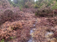 Calluna vulgaris