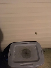 Hyla