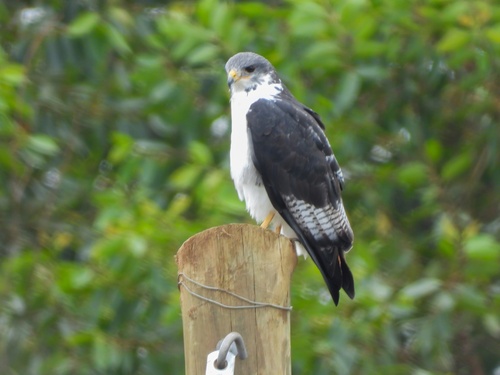 Augur Buzzard