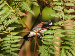 Spermestes bicolor