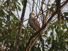 Accipiter melanoleucus