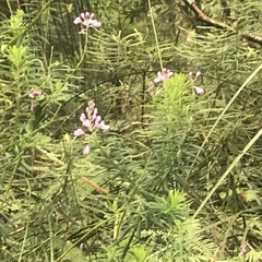 Comesperma