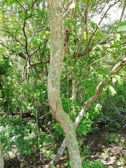 Burseraceae