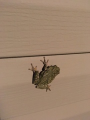 Hyla
