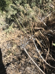 Eriogonum compositum