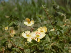 Kallstroemia rosei